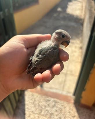 Pullo di inseparabili
