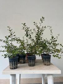 14 piante di quercia da seme, pre bonsai