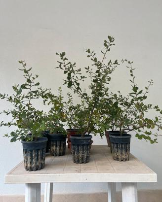 14 piante di quercia da seme, pre bonsai