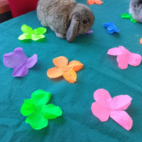 Cuccioli ariete nano minilop