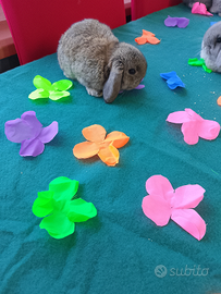 Cuccioli ariete nano minilop