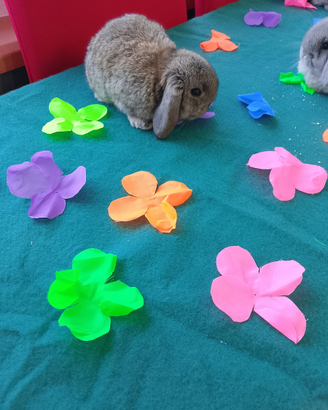 Cuccioli ariete nano minilop