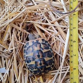 Testuggini di Hermann BABY cb 2024 (324; 483)