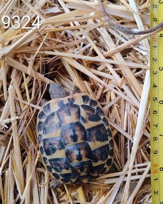 Testuggini di Hermann BABY cb 2024 (324; 483)