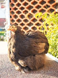 Galline Ornamentali Cocincina Nana