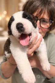 Cuccioli di San Bernardo da allevamento
