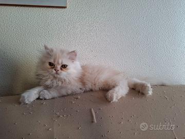Gattino persiano