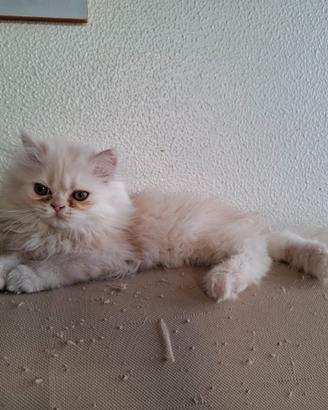 Gattino persiano