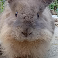 Coniglietto di un anno e mezzo