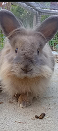 Coniglietto di un anno e mezzo