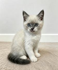 Scottish fold / straight