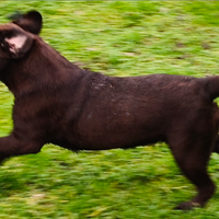 Cucciola labrador retriever puro chocolate