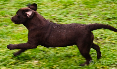 Cucciola labrador retriever puro chocolate