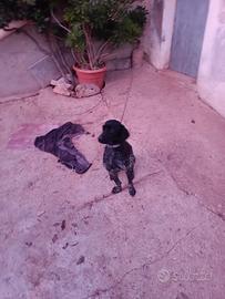 Cane da tartufi bracco tedesco