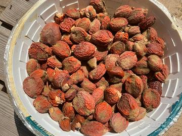 290 semi di Cicas