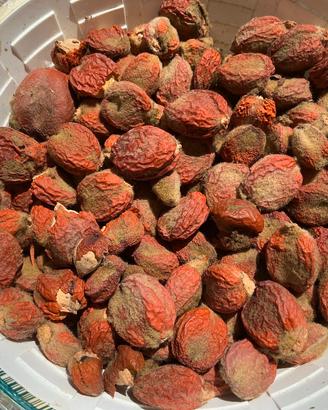 290 semi di Cicas
