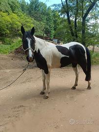 Cavallo castrone