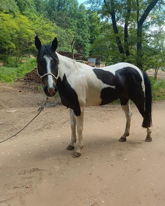 Cavallo castrone