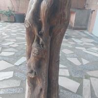 Tronco ginepro