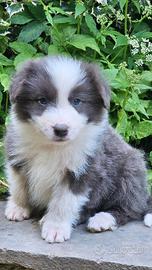 Cucciolo bianco blu border collie