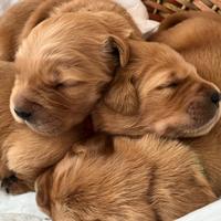 Golden Retriever Americani