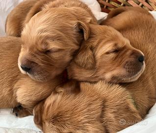 Golden Retriever Americani