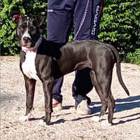 American Staffordshire terrier