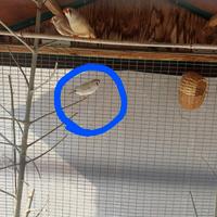 Uccello diamantino giovane femmina