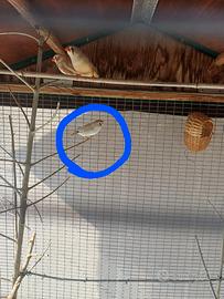 Uccello diamantino giovane femmina