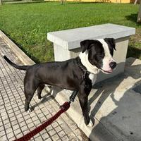 Amstaff per monta