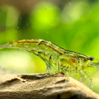 Gamberetti wild trasparenti