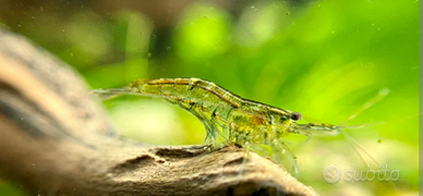 Gamberetti wild trasparenti