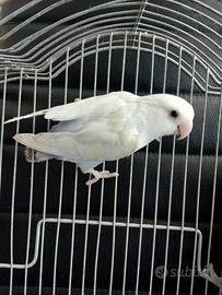 Inseparabili