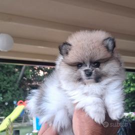 Pomerania 