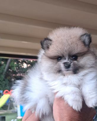 Pomerania 