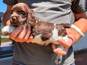 Cocker