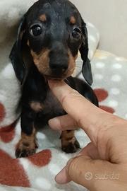 Cuccioli di bassotto