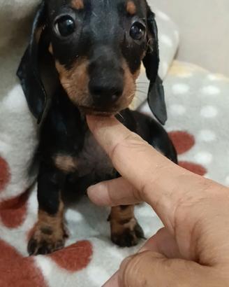 Cuccioli di bassotto