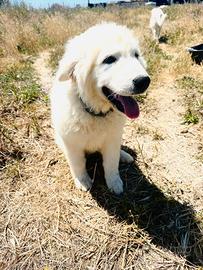 Pastore abruzzese cucciola