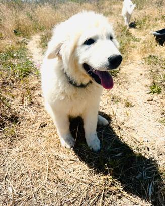 Pastore abruzzese cucciola
