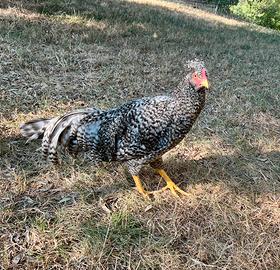 Gallo Schijndelaar sparviero