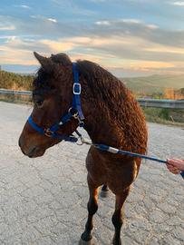 Pony
