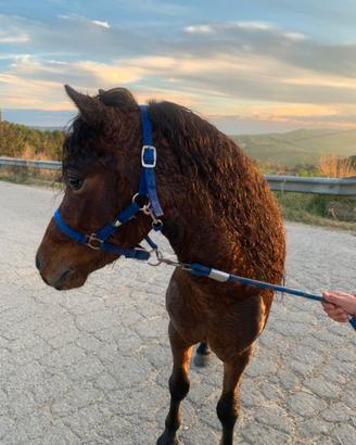 Pony