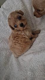 Maltipoo Toy albicocca