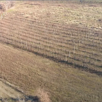 Vigneto con barbatelle