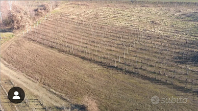 Vigneto con barbatelle