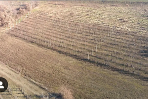 Vigneto con barbatelle