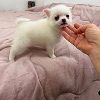 Pomchi, un incrocio tra Spitz e Chihuahua,mini