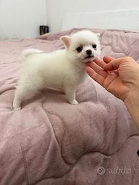 Pomchi, un incrocio tra Spitz e Chihuahua,mini