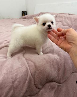 Pomchi, un incrocio tra Spitz e Chihuahua,mini